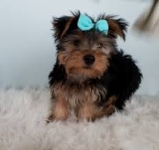 Maybe you would like to learn more about one of these? Puppies For Sale And Adoption In Indiana Home Facebook