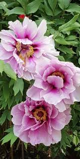 Boompioen Peonias