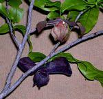 Image result for Monodora junodii