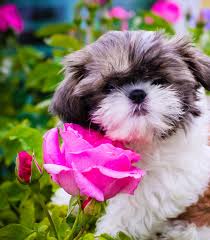 Cookie In My Rose Garden Please Note C All Of My Rose Photos Are Copyrighted Permission To Use Photos Can Be Obtained By Rose Photos Shih Tzu Puppy Shih Tzu