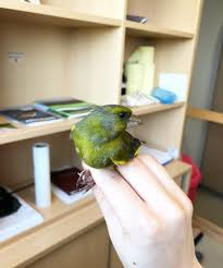 Image result for Kedrostis abdallai