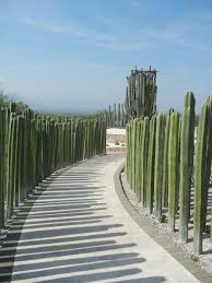 These plants are unique because they bloom for one night, and they fill your home with a sweet smell that you will notice right away when you wake up. 35 Cactus Ideas Cactus Succulents Cacti And Succulents