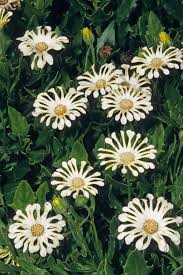 Image result for Dimorphotheca cuneata