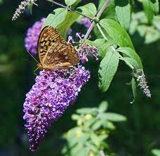 Butterfly Bush How To Plant Grow And Care For Buddleia The Old Farmer S Almanac