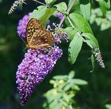 Buy bare root butterfly bush seedlings for sale online by our nursery. Butterfly Bush How To Plant Grow And Care For Buddleia The Old Farmer S Almanac