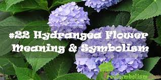 We did not find results for: 22 Hydrangea Flower Meaning Symbolism