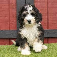 Feel free to browse hundreds of active classified puppy for sale listings. Puppies For Sale Buckeye Puppies