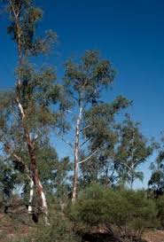 Image result for Eucalyptus camaldulensis