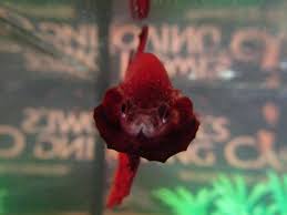 Betta fish can have tank mates with the right size aquarium and care. Betta Fish Angry Mars Flake Food