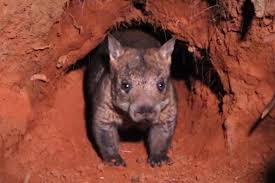 Image result for Northern hairy-nosed wombat