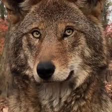 A Beautiful Red Wolf There Are Fewer Than 25 Red Wolves Left In The Wild In 2020 Wolf Conservation Center Red Wolf Wolf Dog