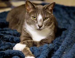See unbiased reviews of cafe caturra, rated 4 of 5, and one of 513 charlottesville restaurants on tripadvisor. Cat Cafe And Record Store To Open Soon Prince William Living