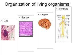 Check spelling or type a new query. Cells Structure Function And Organization One Celled Organism Amoeba Proteus Human Red Blood Cell Plant Cell From The Leaf Of A Poplar Tree Single Celled Ppt Download