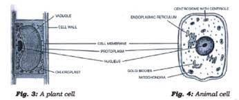 Check spelling or type a new query. Class 7 Science Cell Structure And Function Advanced Notes Concepts For Science Revision Notes