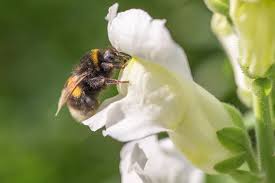 Image result for Bombus hortorum