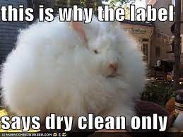 Too Funny Cute Animal Memes Funny Bunnies Animal Memes Clean