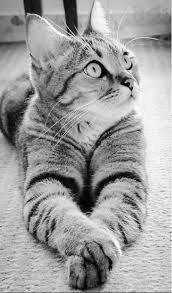 Black And White Tabby Cat Kitten Black And White Animalphotography Animalphotographycompetitions Animalphotographyinstagram Animalphotographyjobs Animalphotographypinter Cats Cute Cats Pretty Cats