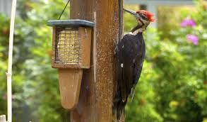 Check spelling or type a new query. Woodpecker Woes First Do No Harm Then Follow This Simple Advice For Dealing With Woodpeckers And The Damage They Can Cause