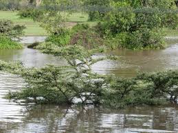 Image result for Acacia kirkii