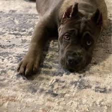 Why buy a cane corso puppy for sale if you can adopt and save a life? Cane Corso Dogs And Puppies For Sale Newdoggy Com