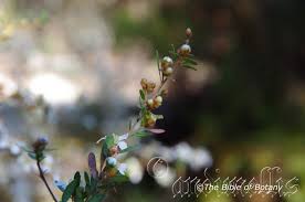 Image result for Galium scabrellum