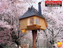 Carpinus betulus, ginko biloba ed altri ancora: Giappone La Casa Da The Sospesa Tra I Fiori Di Ciliegio Ilmeteo It