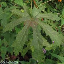 Image result for Abelmoschus