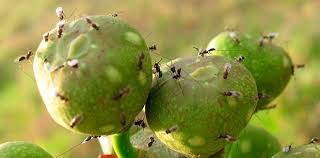 I was able to harvest a fig with no ants on it. New Phase Proposed In The Relationship Between Figs And Wasps Agencia Fapesp