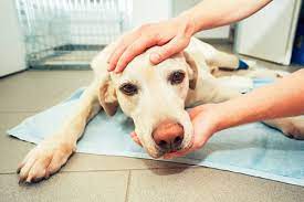 The Successful Treatment Of Retinal Disease Pra Sards In Dogs Stem Cell Safari
