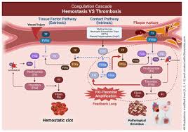 Image result for Anticoagulation Pathway