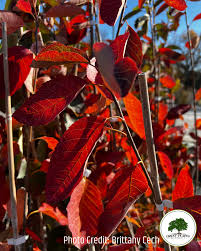 Image result for Amelanchier laevis