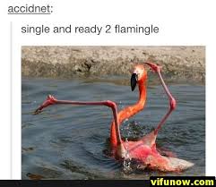 Funny Pictures 30 Pics Funnymemes Funnypictures Humor Funnytexts Funnyquotes Funnyanimals Funny Lol Funny Flamingo Funny Animal Memes Animal Memes