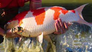 Why Your Koi Does Not Grow In Your Pond Top 8 Reasons