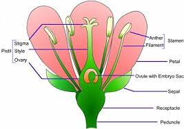 Parts Of A Flower Parts Of A Flower Creative Writing Lesson Plants
