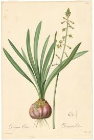 Image result for Drimia calcarata