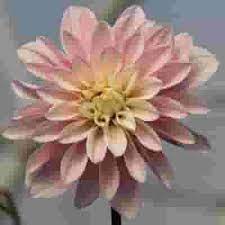 We did not find results for: Dahlias 5 Bunch Small Box 50 Stems Wholesale Blooms By The Box