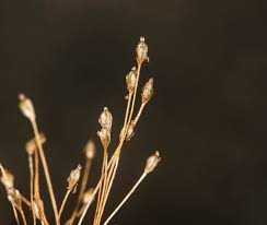 Image result for Podostemaceae