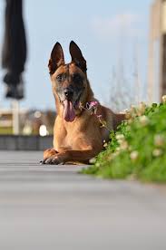 The coat colors of belgian malinois are mixed. Belgian Malinois Colors Shepherddogsite