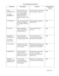 cell organelles worksheet