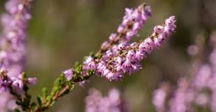 Die blütezeit der einzelnen sträucher variiert je nach region und höhenlage. Unterwegs In Der Konigsbrucker Heide Zur Zeit Der Heidekrautblute