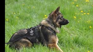 Does anyone have any insight on romana didulo that claims to be the commander in chief of the republic of canada? Canadian Police Dogs Need Bulletproof Vests By Romana Didulo