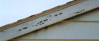 I thought maybe if i built them their own house, they wouldn't make so many holes in mine. Cornell Lab Of Ornithology