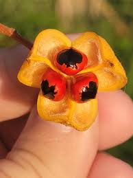 Image result for Sapindaceae