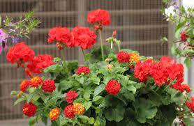 Discover great ideas for gifts in the sunshine state. Five Fab Spring Flowers For South Florida Costa Farms