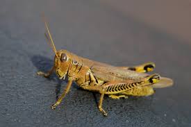 Shell, carapace… get it? hahaha. Arthropod Classification Advanced Ck 12 Foundation