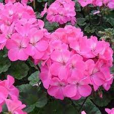 Geranium Seeds 34 Varieties Annual Flower Seeds Flower Essences Pink Geranium Annual Flowers