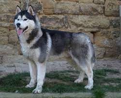 Wenn du dich für einen husky welpen. Husky Welpen Gunstig Kaufen Hunde Haustier Anzeiger