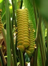 The seeds and the cactus grow kits do not contain any substances. Zingiberales
