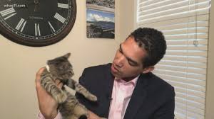 Cats and kittens are available for adoption at the atlanta humane society mansell campus. Kentucky Humane Society Offers 10 Cat Adoptions In September Whas11 Com