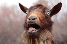Image result for pictures of scared goats